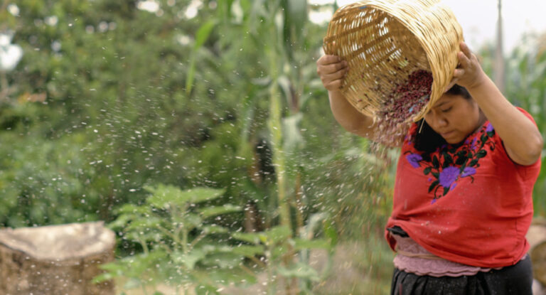 LICHAM_Faustina-canasta_