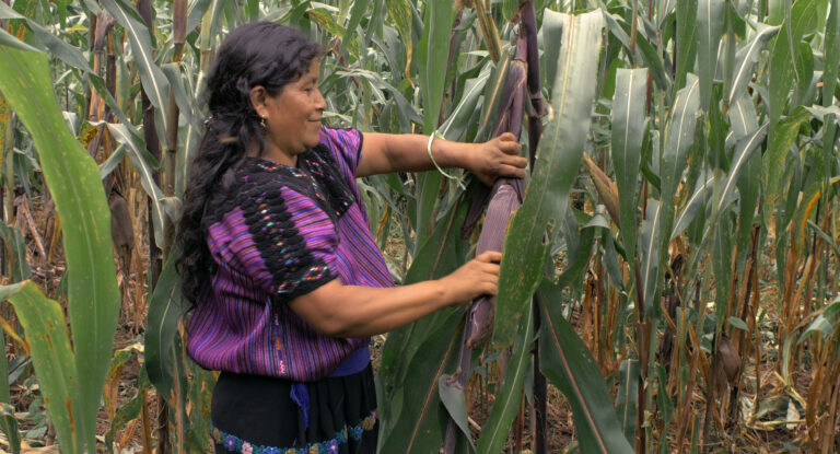 LICHAM_Margarita cortando elote